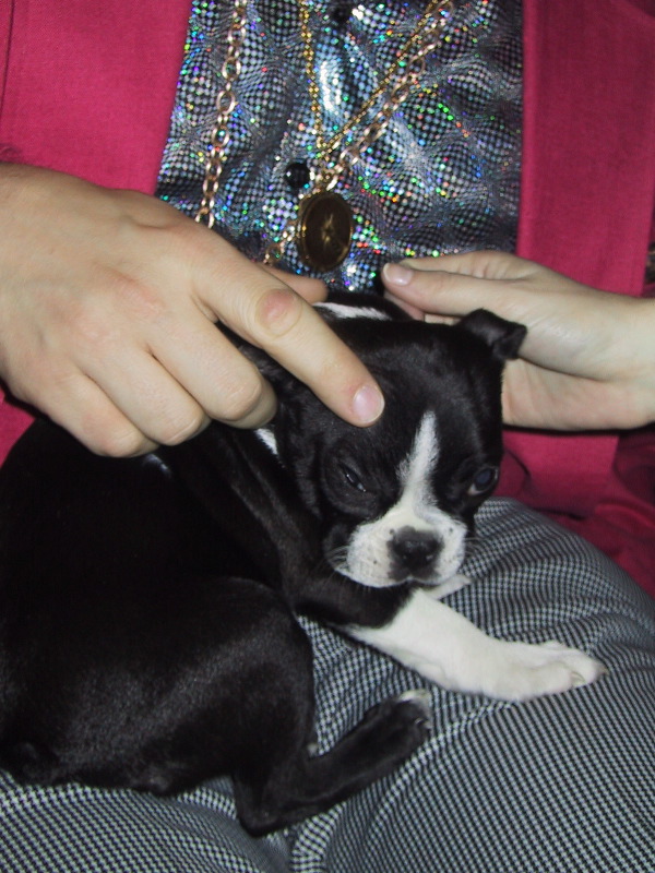 This is the cutest dog ever. And sleepy.