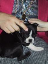 Bilbo is the cutest dog ever. And sleepy.