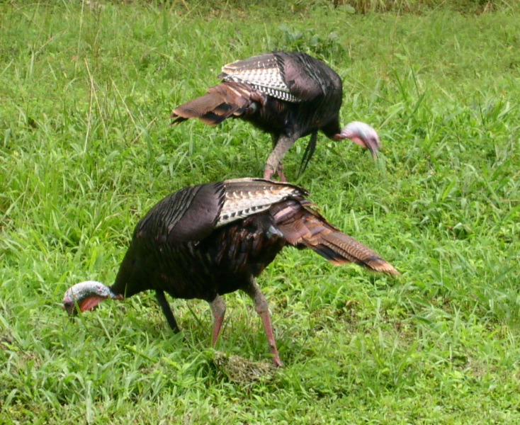 Wild Turkeys at Mammoth Caves