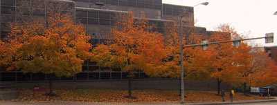 Trees on fire...